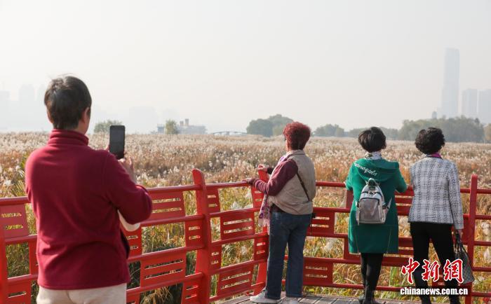 图为市民在盛开的芦荻花前拍照留影。 中新社记者张畅摄