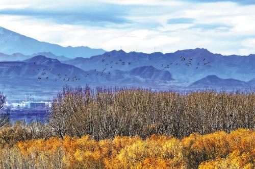 11月18日，候鸟飞翔在官厅水库上空。