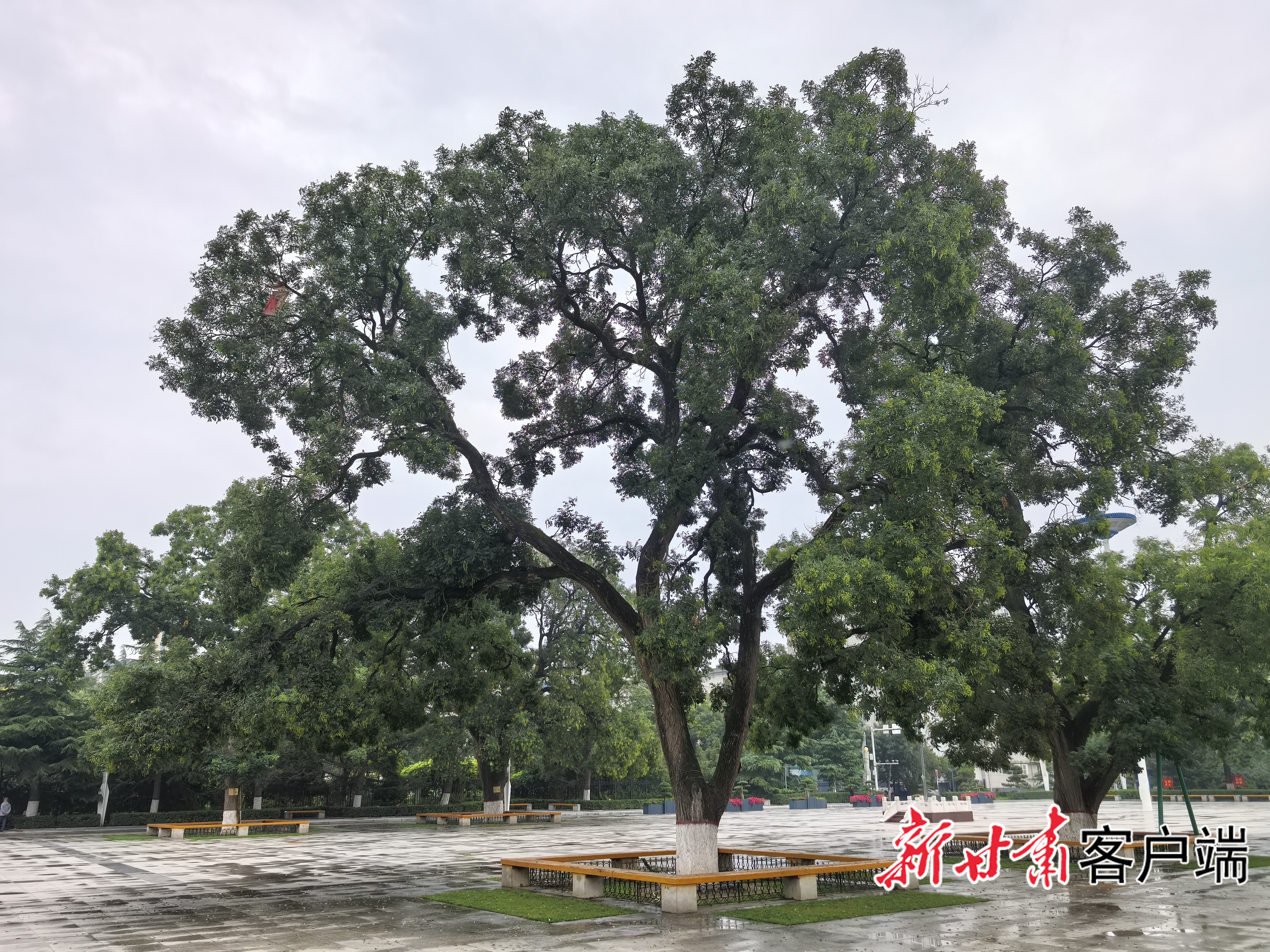 平凉市人民广场的古槐