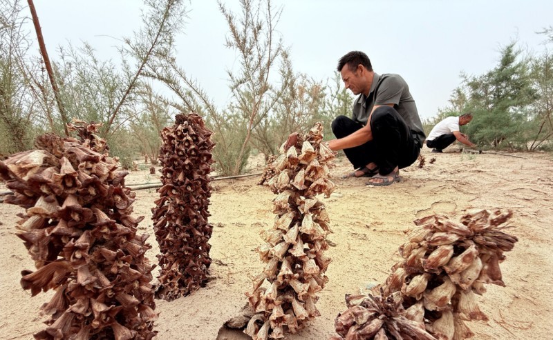 工人在于田县阗东防沙治沙示范区查看红柳接种的肉苁蓉长势。 约提克尔·尼加提 摄
