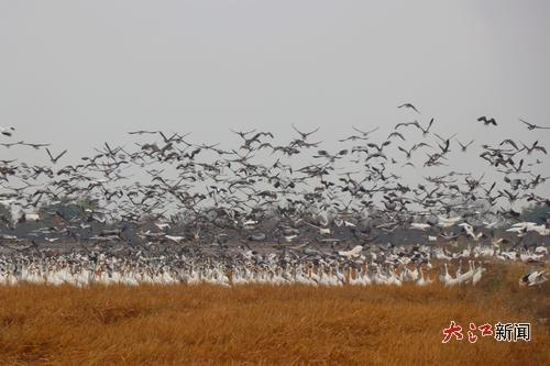 白鹤洲景区“万鸟归巢”盛况。大江网视觉江西 白贤才 摄