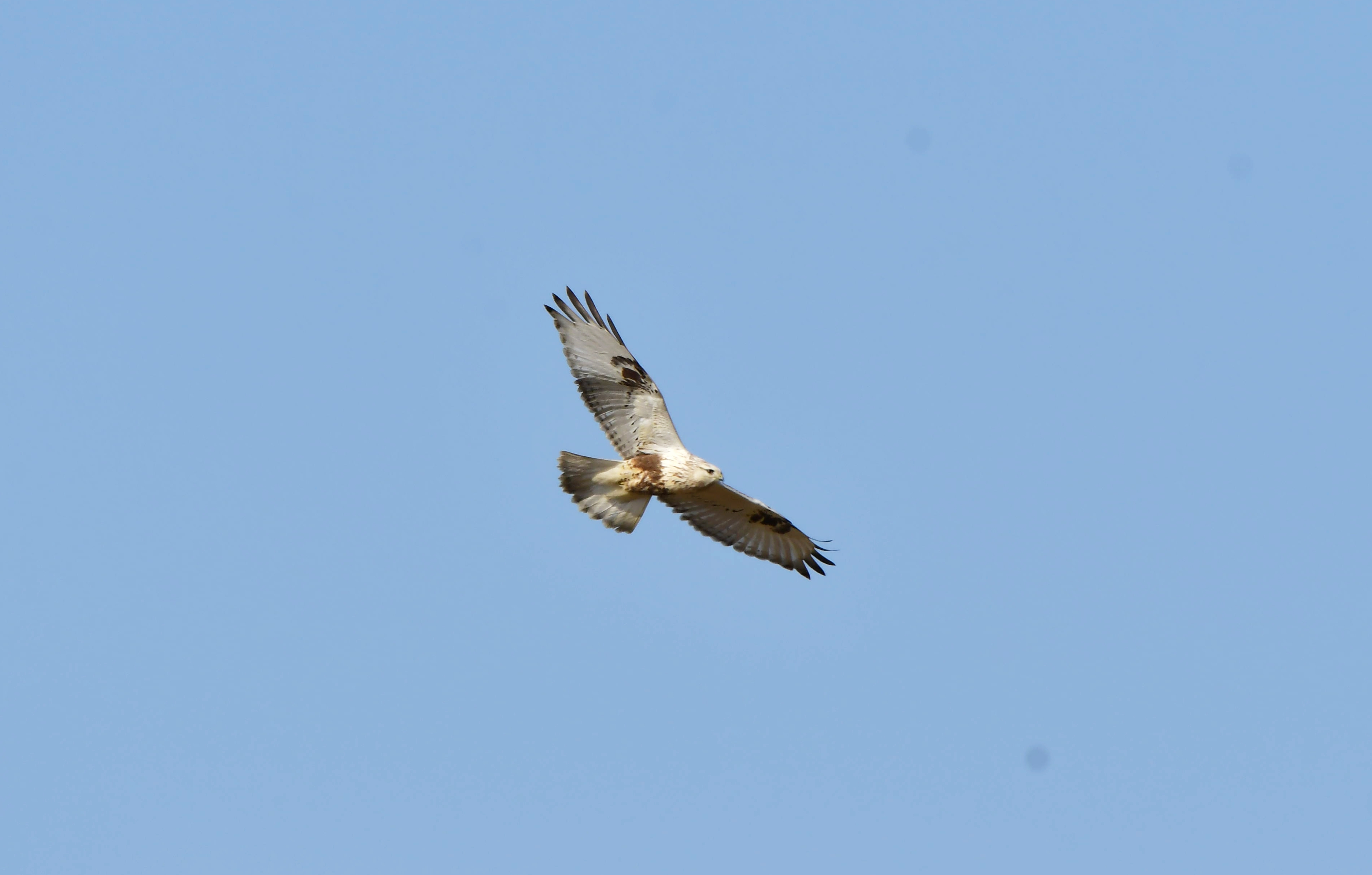 本次观鸟大赛新增鸟种——毛脚鵟。刘雪松摄