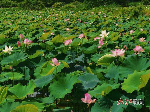 泰和县百亩莲田。大江网视觉江西 邹震申、罗雨婷、龙学程 摄