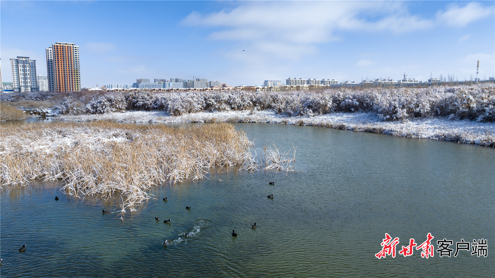 白骨顶在秦王川国家湿地公园过冬　新甘肃&middot;甘肃日报记者　魏晓倩　摄