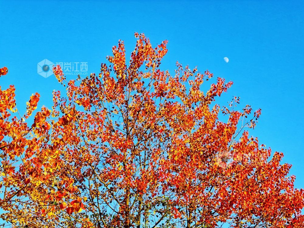 河堤上的乌桕树在阳光映照下红艳似火、灿黄如金,宛如一幅五彩画卷,美不胜收。