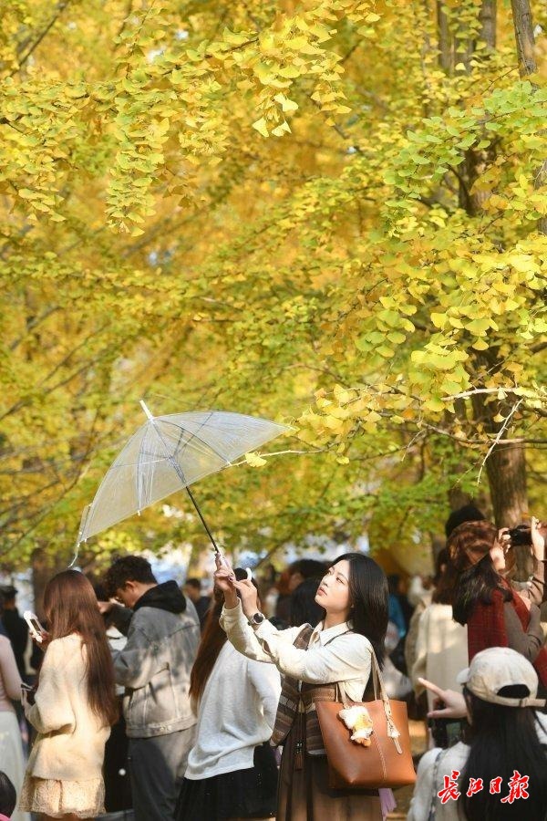 华科大银杏迎来最佳观赏期，不少学子驻足拍照。记者高勇 摄