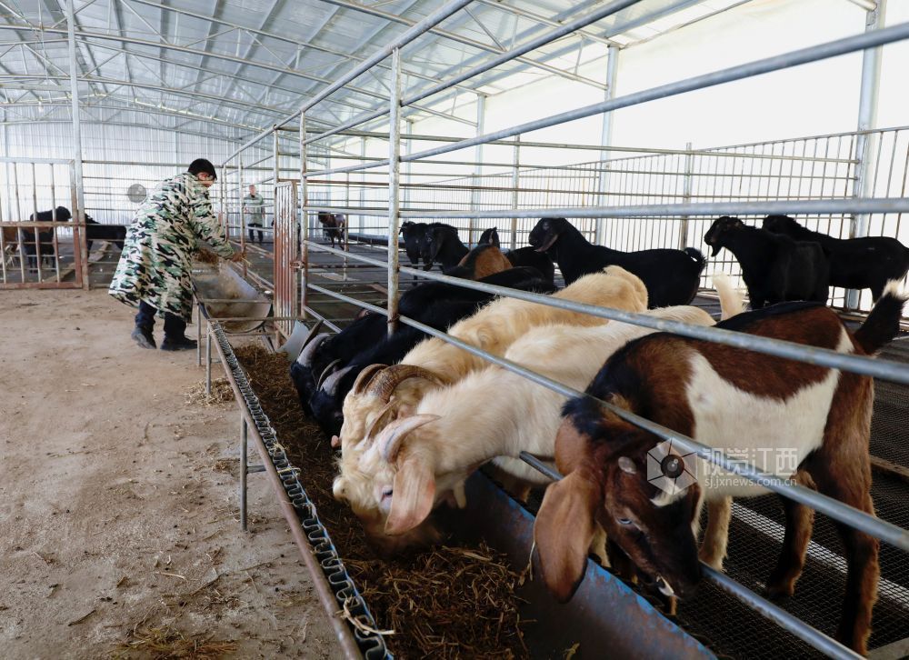 2025年11月30日,江西省分宜县杨桥镇观光村大马士革山羊养殖基地,养殖户在给大马士革山羊喂食。