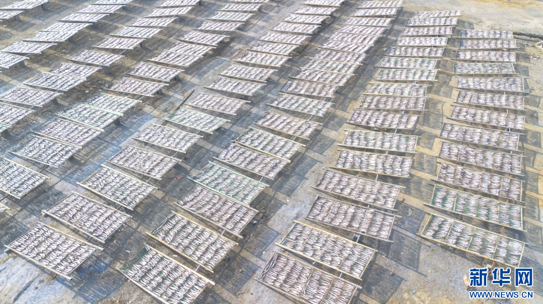 在日照市岚山区安东卫街道,鱼干批量晾晒。新华网发(林坤 摄)