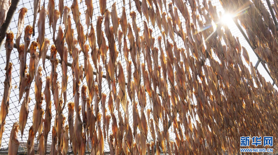 日照市岚山区渔民们抢抓晴好天气晾晒鲜鱼。新华网发(叶雯 摄)