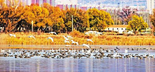 11月10日，怀来县官厅水库国家湿地公园，成群的天鹅与大雁在休憩觅食。