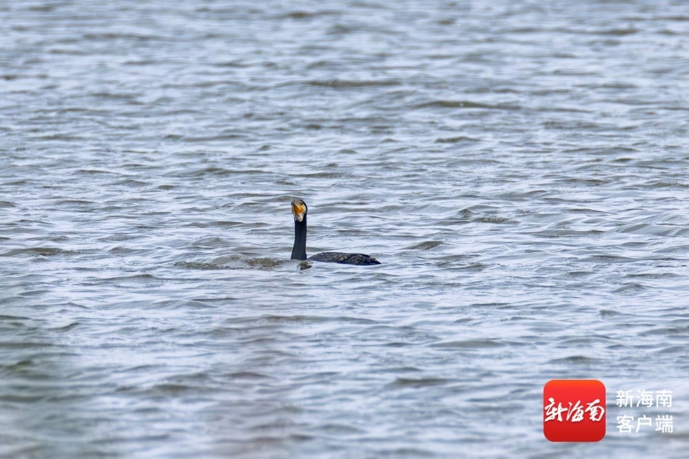 海口观鸟爱好者刘欢 摄