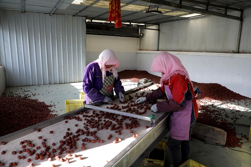 农产品精深加工走俏全国 甘肃临泽“钱”景无限