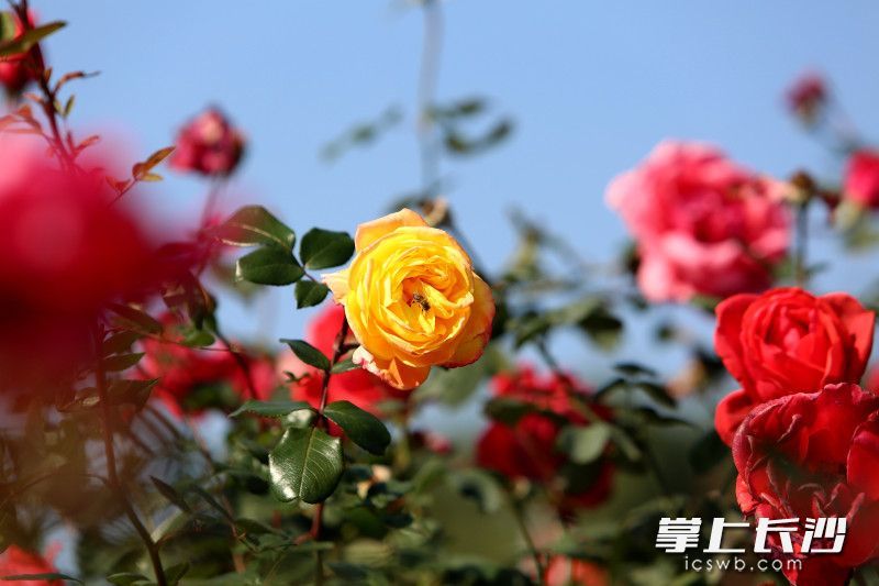 省植物园里,玫瑰吐露芬芳。 均为长沙晚报全媒体记者贺文兵摄