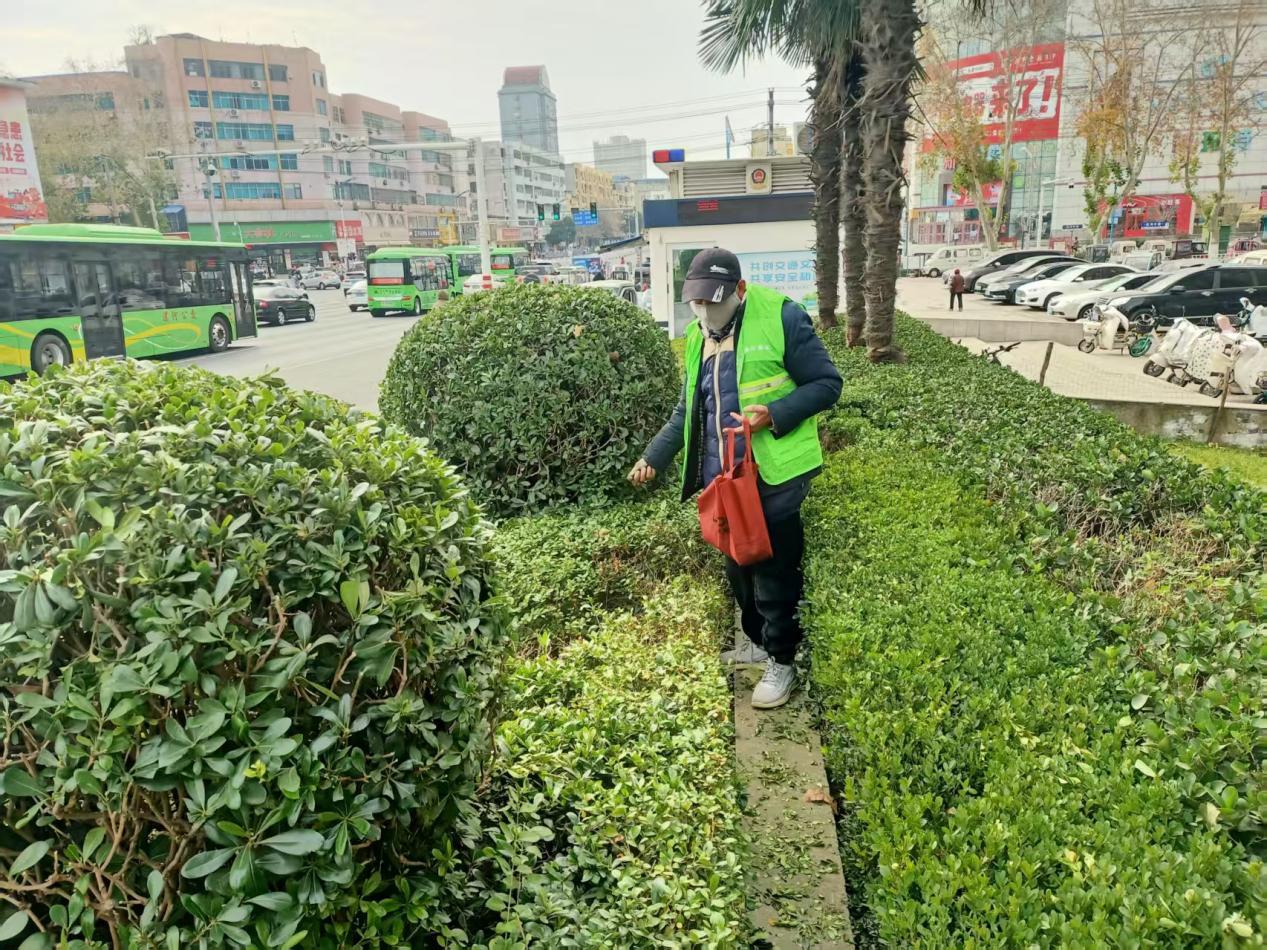 园林工人正在给绿篱施肥 郭彩鸽 摄