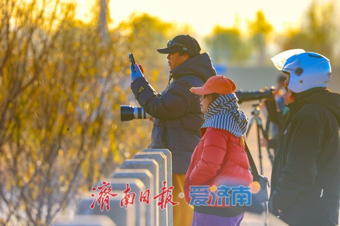 黄河畔的“天鹅越冬秘境” 鹊山水库沉沙池见证济南生态蝶变