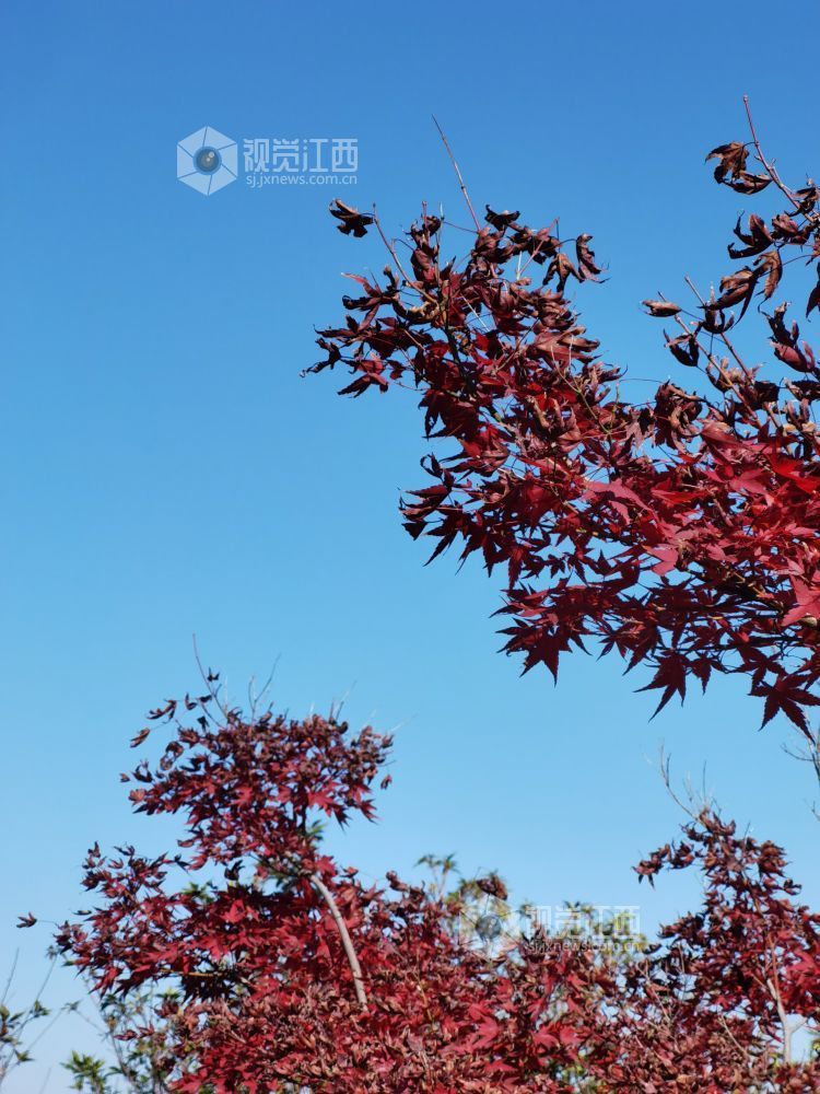萍乡：冬日风景美如画（图）