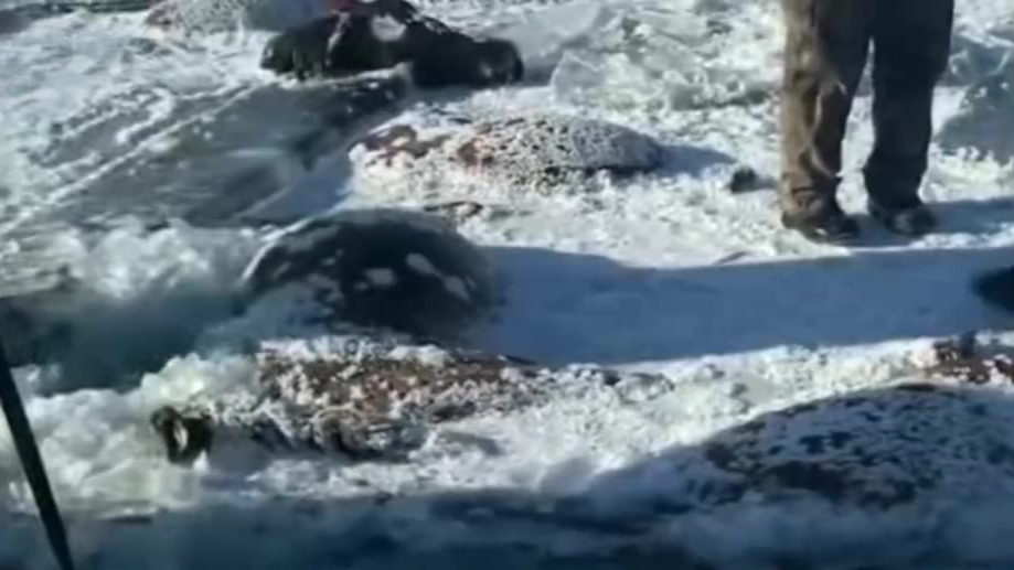 水库冰面下发现13匹冰冻马，马主：扎堆喝水落水淹死