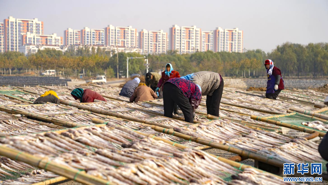 渔民趁着好天气加紧制作鱼干。新华网发(林坤 摄)