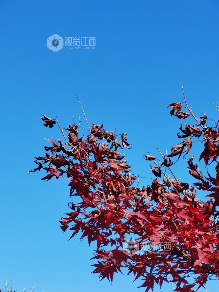 萍乡：冬日风景美如画（图）