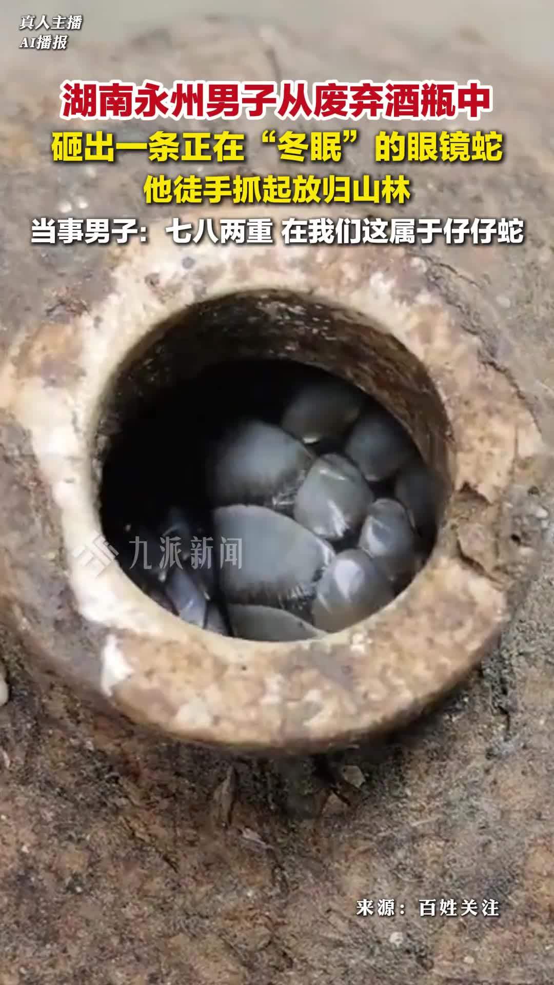 男子从酒瓶中砸出冬眠的眼镜蛇，徒手抓起放归了山林