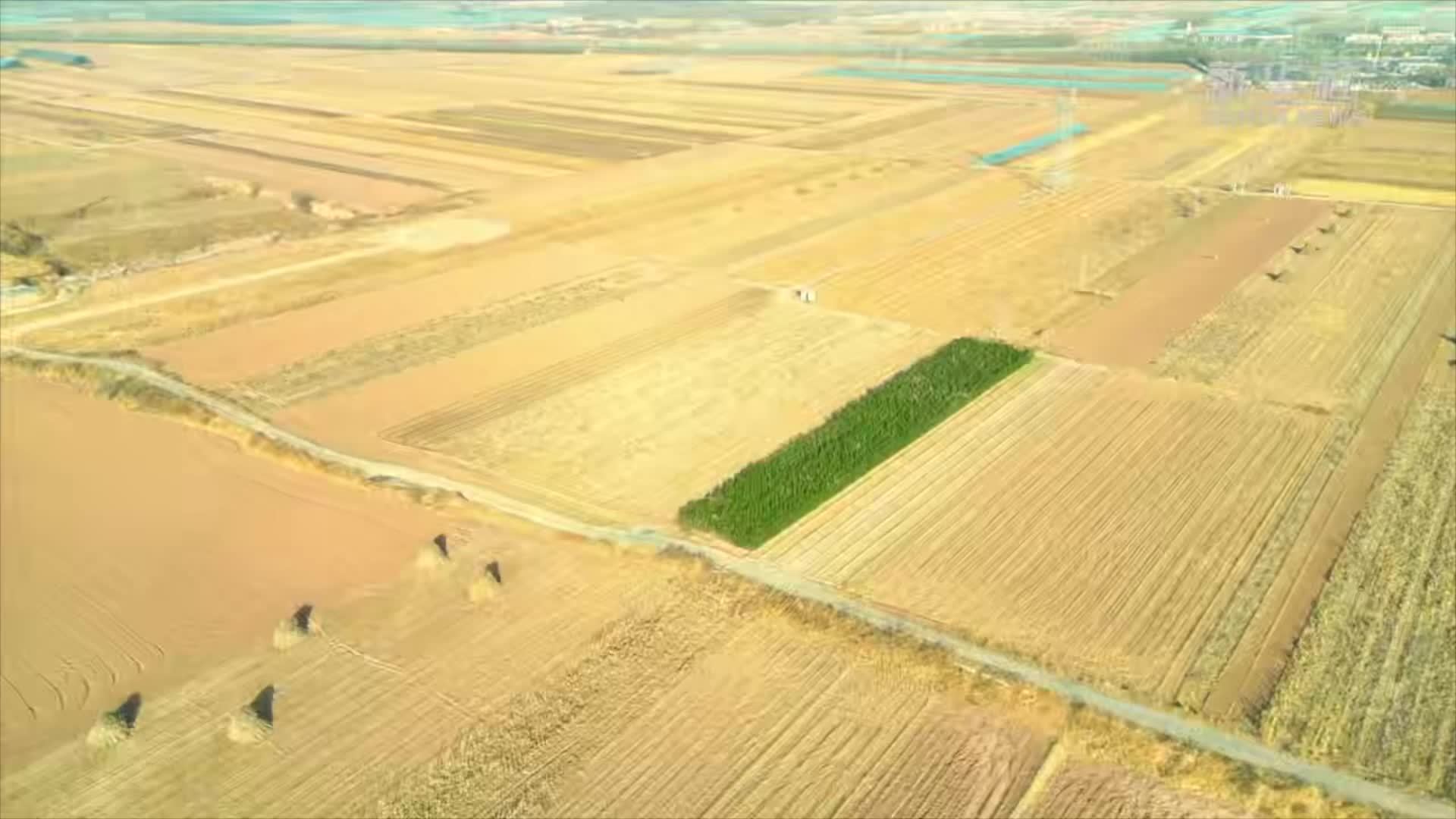 山西：农技专家田间“开方”科技助力晚播小麦御寒潮