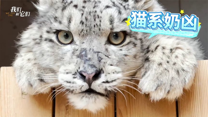 猫系雪豹凌小芒颜值爆表，软萌似家猫，濒死获救靠猫罐头调理肠胃