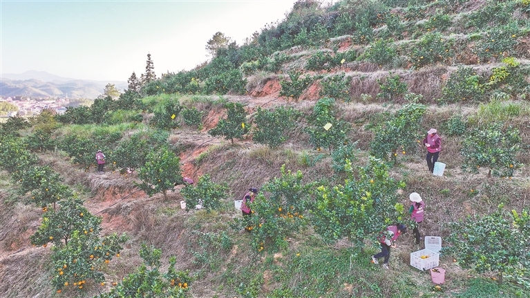 11月26日，莲花县巾帼志愿服务协会的志愿者们帮助坊楼镇屋场村困难果农采摘脐橙。