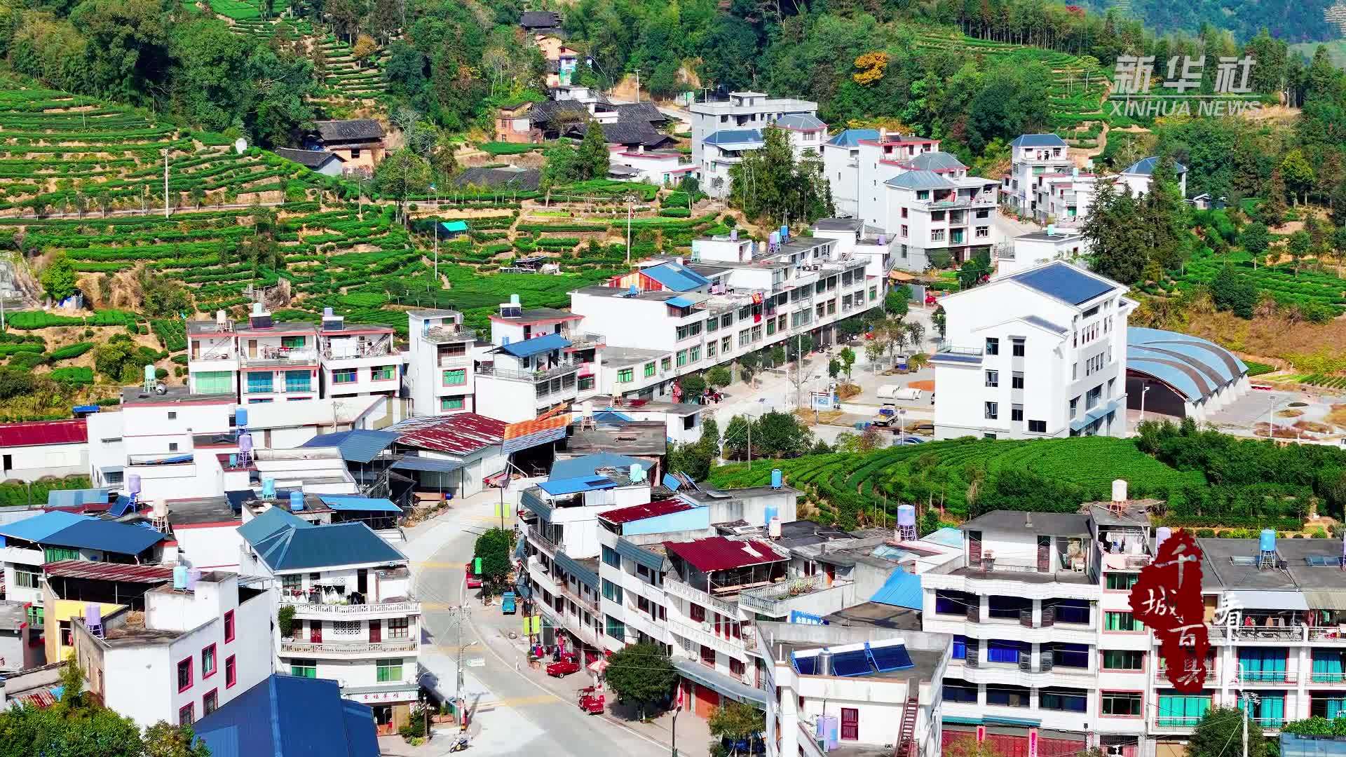 千城百县看中国｜福建寿宁：垅上茶香
