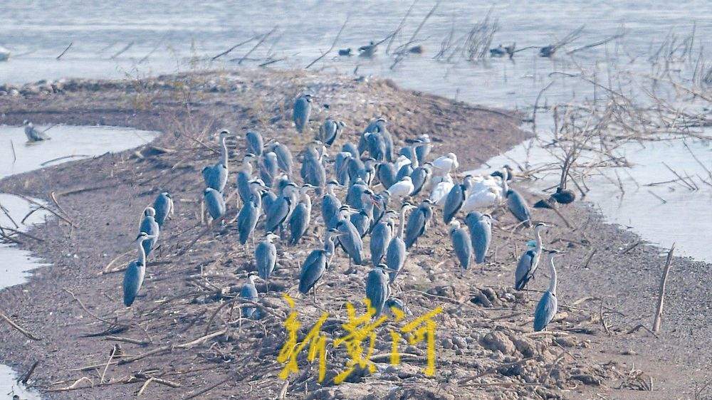 成群野生鸟落户鹊山水库沉沙池越冬