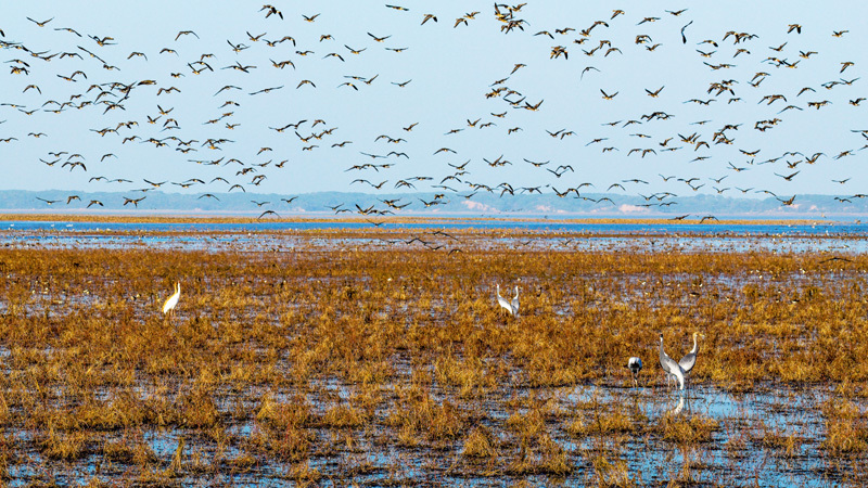 候鸟飞 程应明 摄