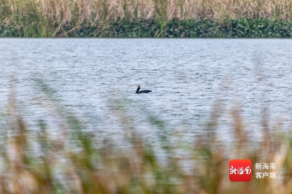 海口观鸟爱好者刘欢 摄