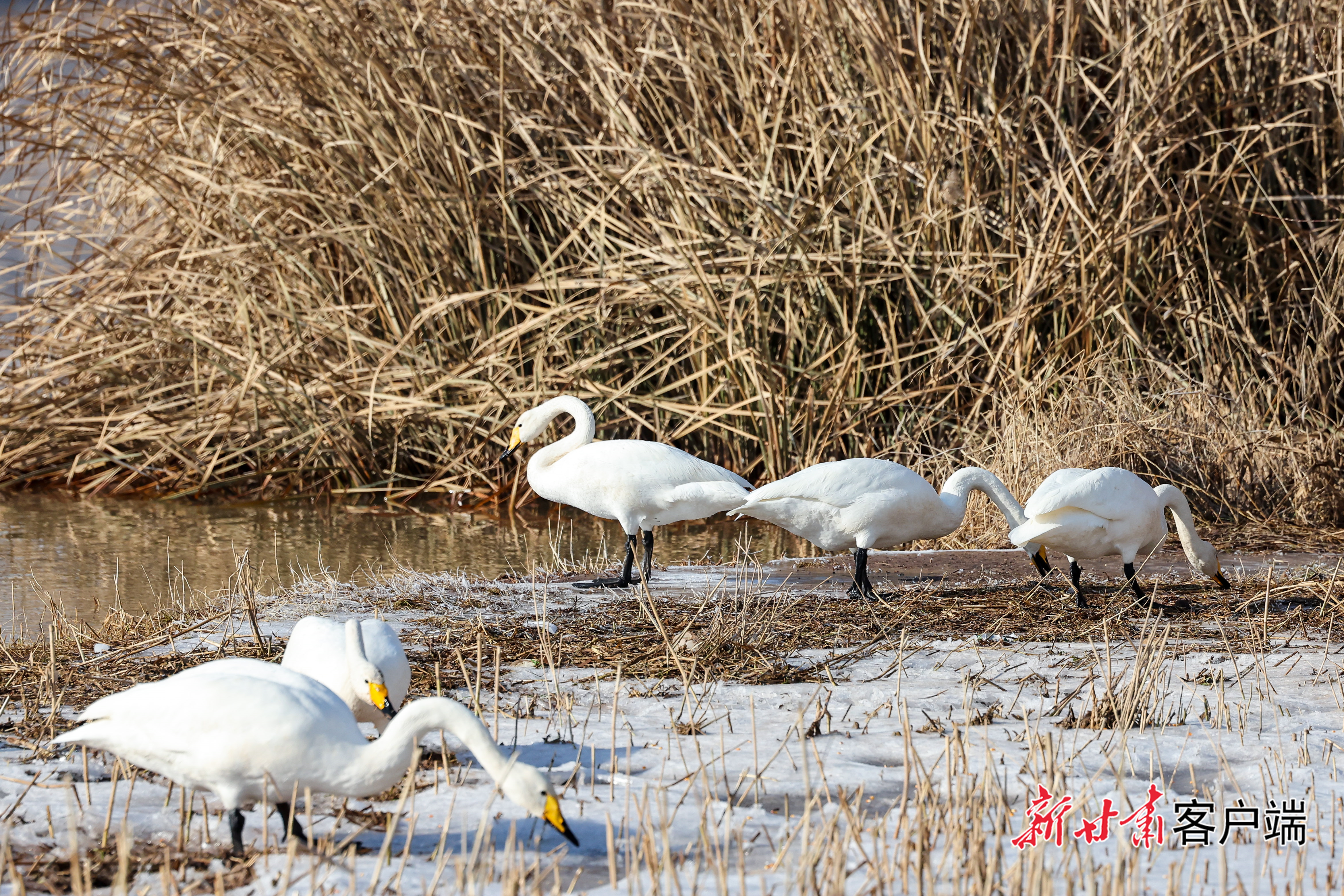 天鹅组团来兰过冬