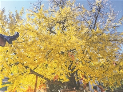 鹰潭余江区千年银杏迎来最佳观赏期