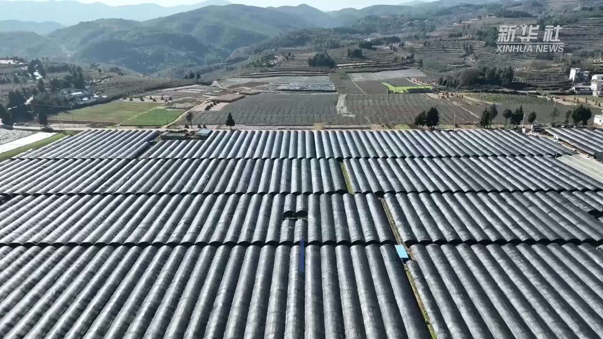 云南会泽：冬青红果俏 出口增收旺