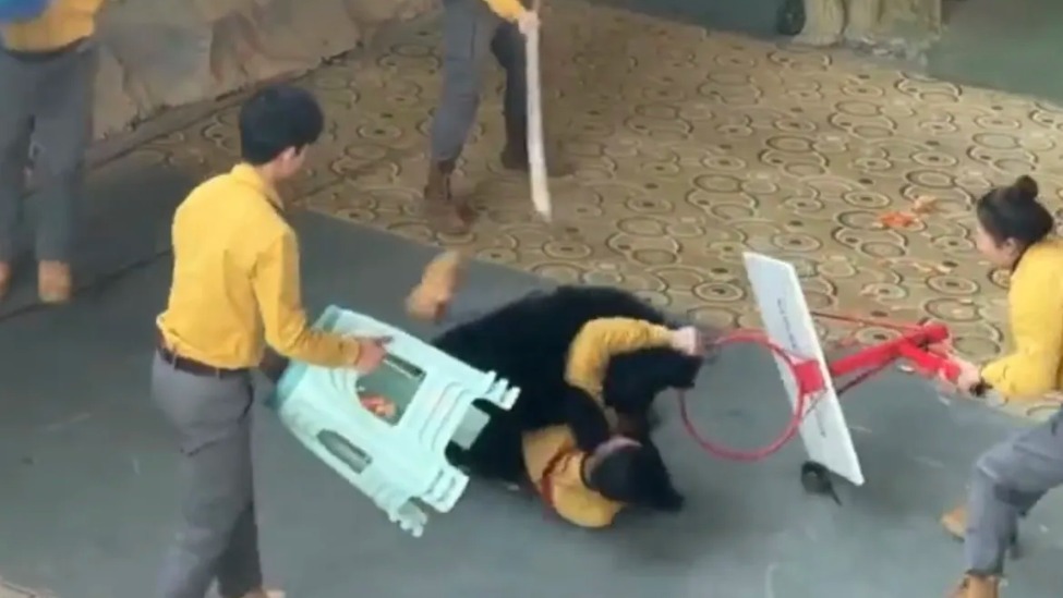 杭州野生动物园黑熊突然袭击饲养员