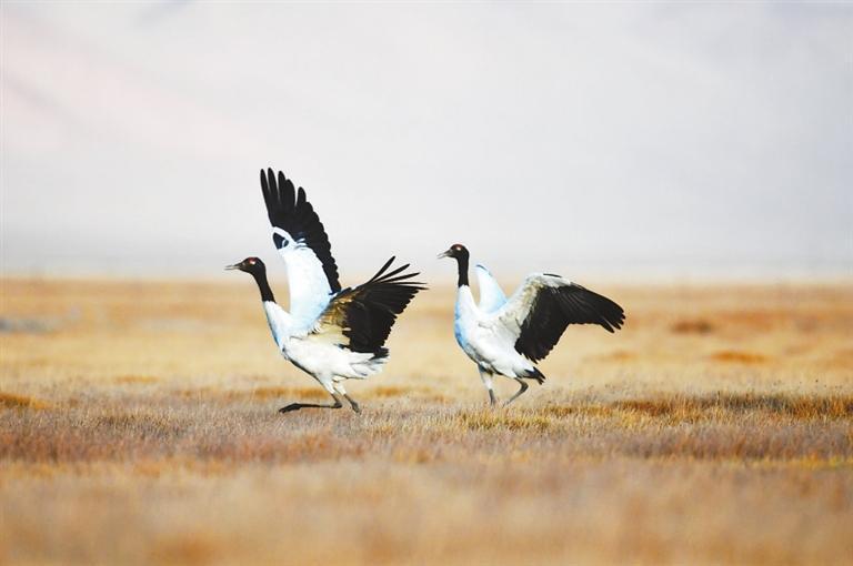 候鸟落脚甘肃盐池湾国际重要湿地　新甘肃&middot;甘肃日报通讯员　祁晶