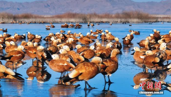 图为在水库栖息成群的赤麻鸭　董莉梅　摄
