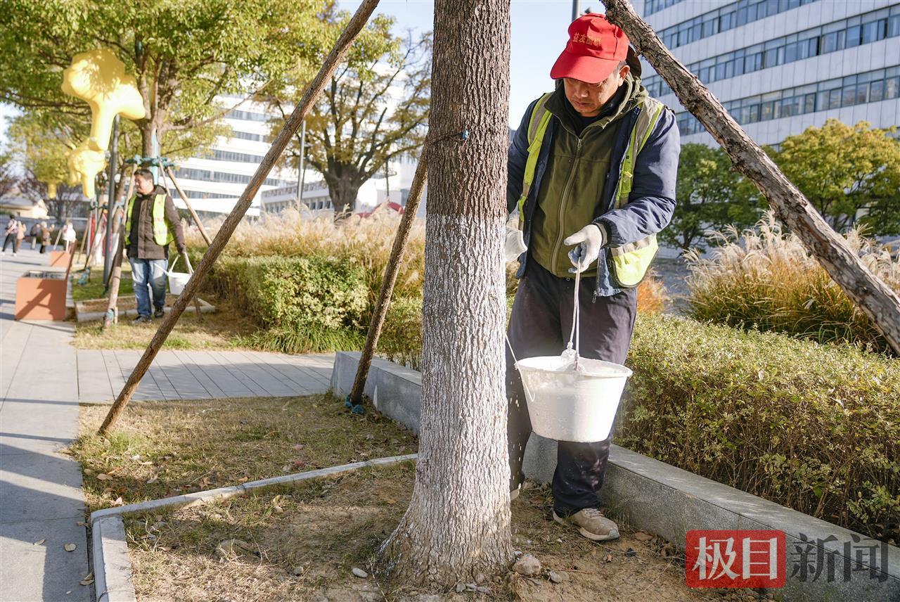 汉阳园林养护人员正给树木刷上涂白剂