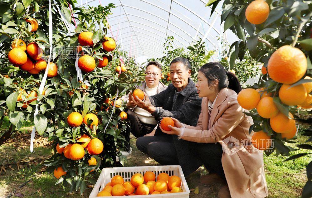 11月28日，江西省新余市渝水区政协机关干部在南安乡丰洲村帮助果农采摘果冻橙。