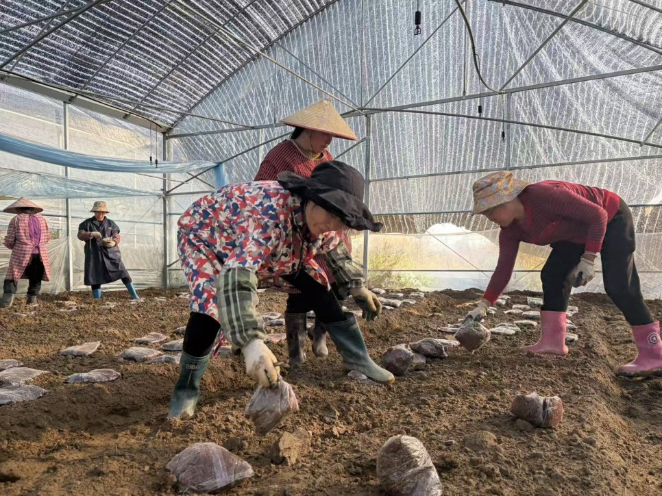 黎川菌菇年产值近3亿，农户：种20亩羊肚菌能赚20万