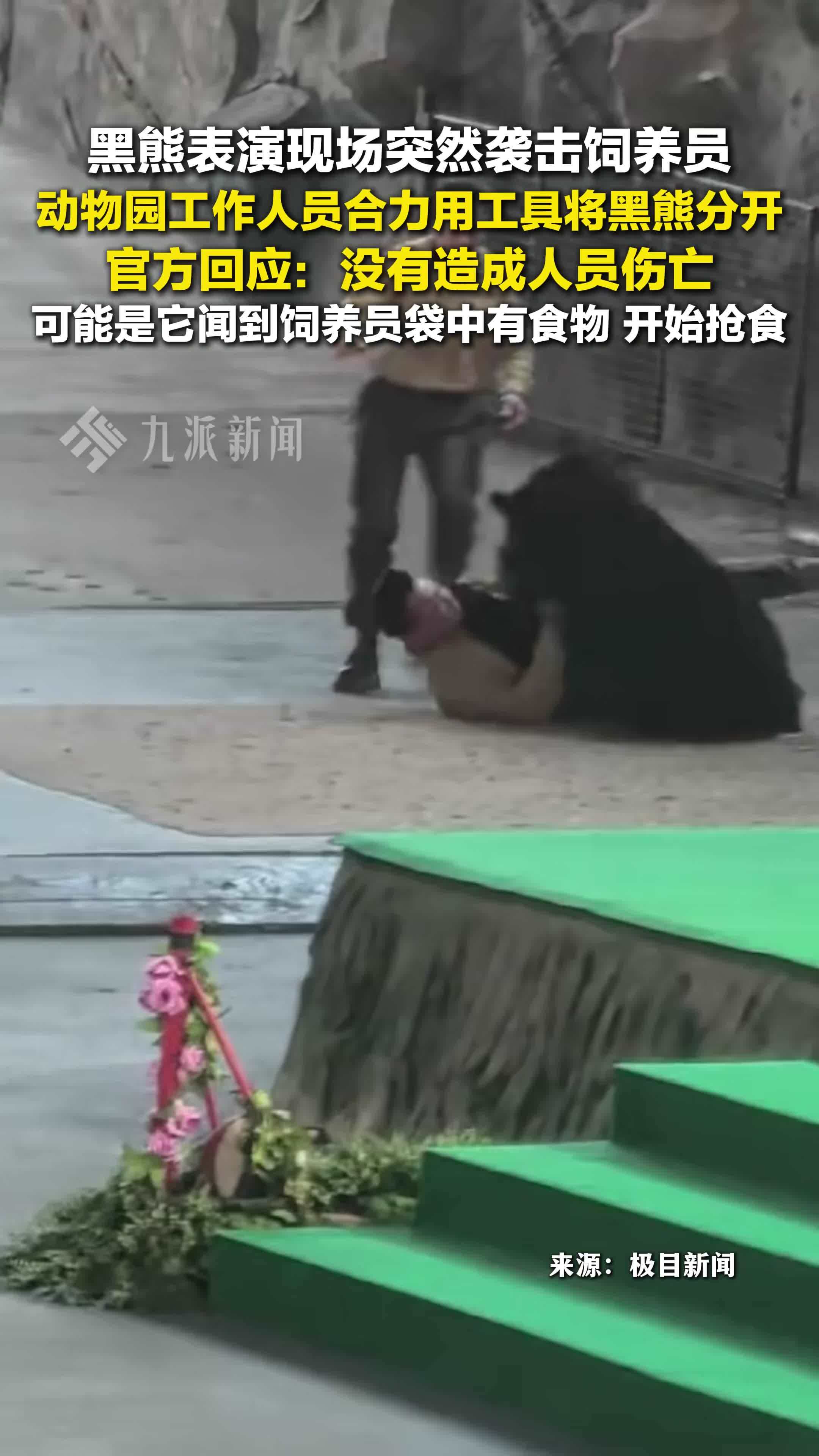 官方回应动物园黑熊袭击饲养员：没有人员伤亡，可能是闻到饲养员袋中食物，开始抢食