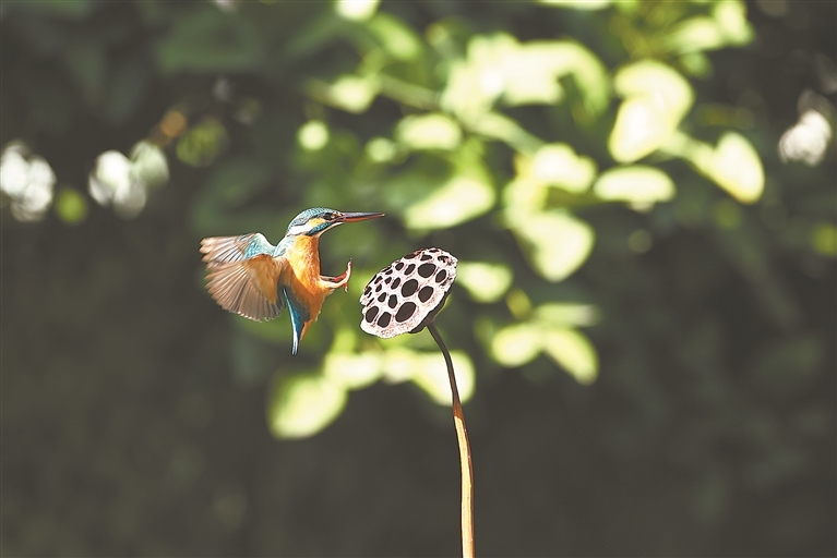 南昌：翠羽流光 灵禽展韵（图）