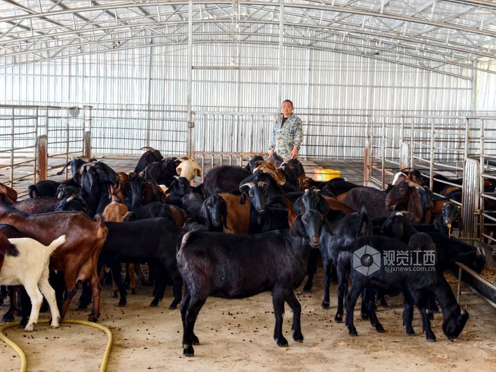 2025年11月30日,江西省分宜县杨桥镇观光村大马士革山羊养殖基地,养殖户在清理羊圈。