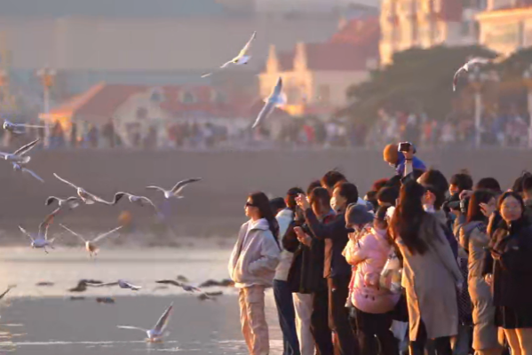 2025第二届青岛海鸥季“山海冬韵·鸥遇青岛——小小文旅推介官”竞赛评比活动正式启动
