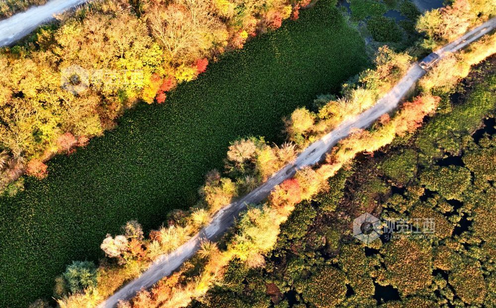 河堤上的乌桕树在阳光映照下红艳似火、灿黄如金,宛如一幅五彩画卷,美不胜收。