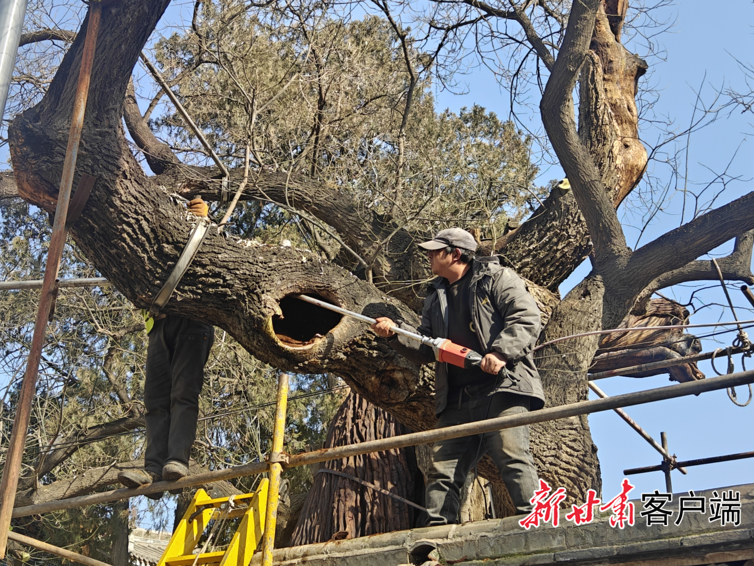 修复古树　本文图片均由新甘肃&middot;甘肃日报记者徐俊勇摄