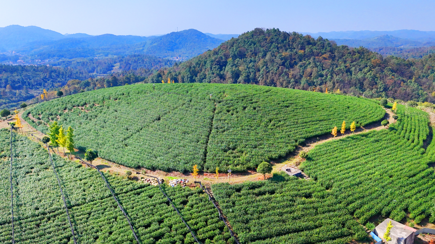 岩口铺镇元安岭茶厂。邵阳日报记者 申兴刚 摄