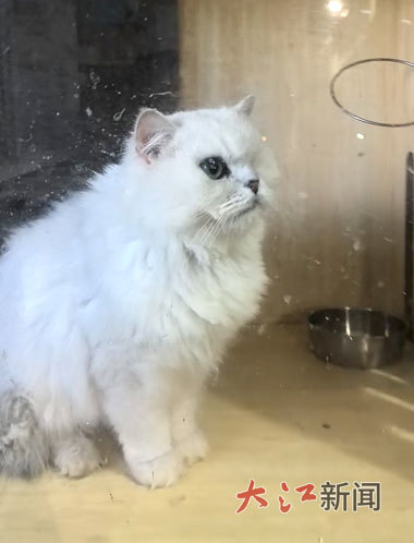 仅剩一只眼睛的流浪猫银渐层。