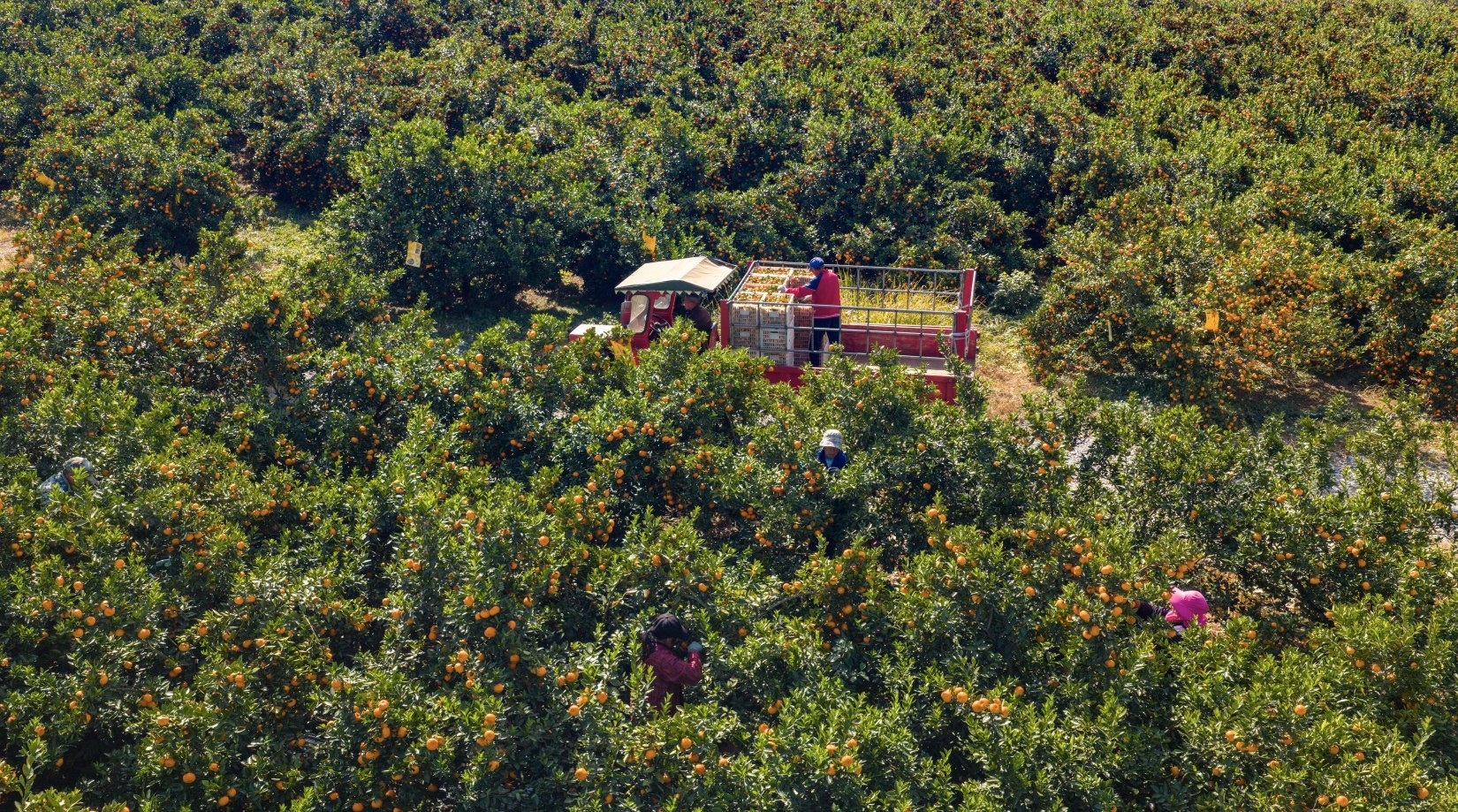 新余蜜桔迎丰收 产业扶持促农增收