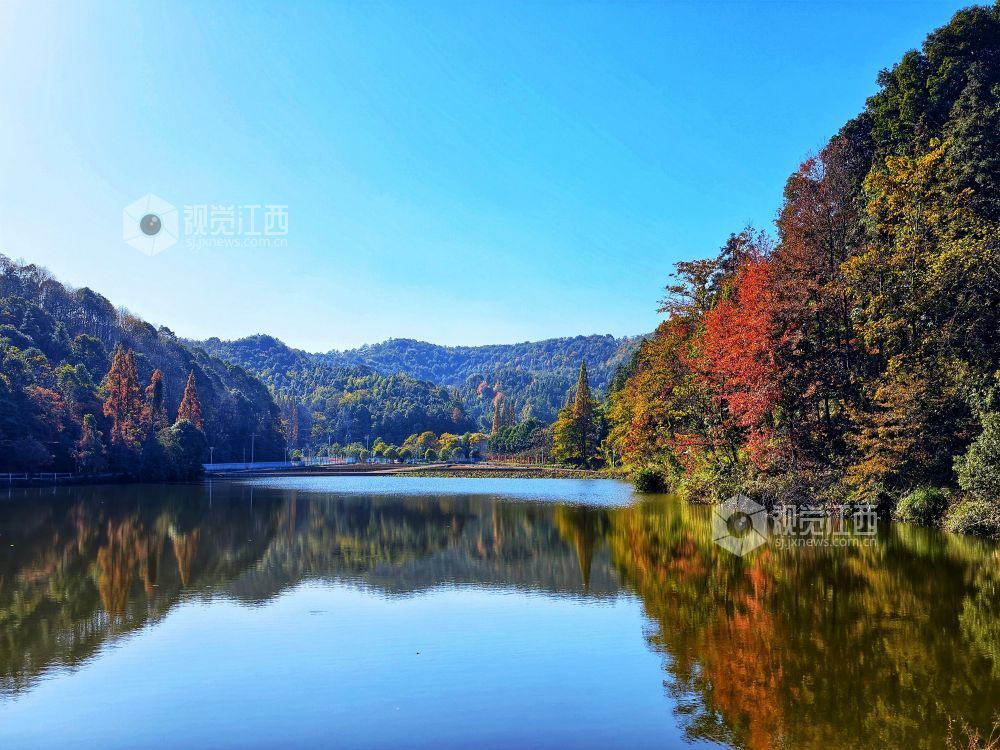 2025年11月29日，江西省分宜县山下实验林场小微湿地，在阳光的映照下，树木生机盎然、树叶色彩斑斓，与蓝天碧水共同构成一幅自然和谐的生态画卷。